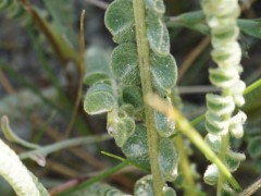 Astragalus densifolius subsp. ayashensis