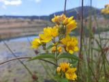 Lysimachia vulgaris