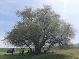 Celtis tournefortii