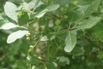 Euonymus europaeus