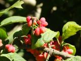 Euonymus europaeus