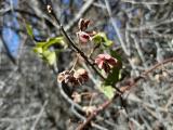 Euonymus europaeus