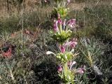 Morina persica var. persica