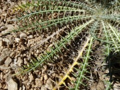 Morina persica var. persica