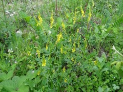 Melilotus officinalis