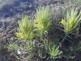Bungea trifida