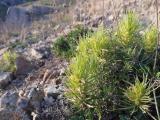 Bungea trifida