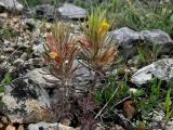 Bungea trifida