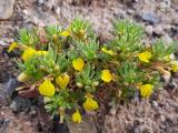 Bungea trifida