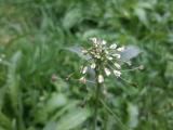 Capsella bursa-pastoris