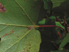 Acer hyrcanum subsp. hyrcanum