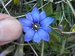 Gentiana pyrenaica