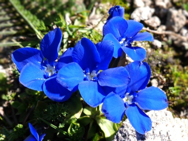 Gentiana brachyphylla subsp. favratii