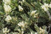 Astragalus angustifolius