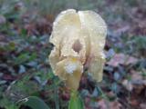 Iris suaveolens