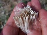 Cirsium arvense