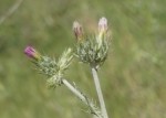 Cirsium arvense