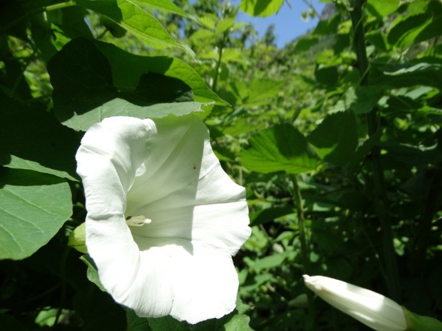 Calystegia silvatica