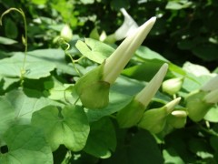 Calystegia silvatica