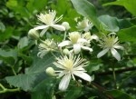 Clematis vitalba