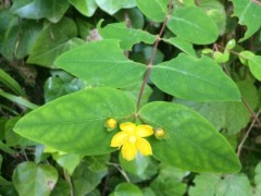 Hypericum androsaemum