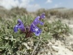 Salvia wiedemannii