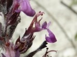 Teucrium chamaedrys