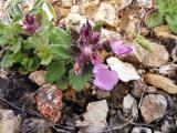 Teucrium chamaedrys