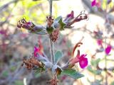 Teucrium chamaedrys