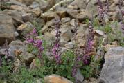 Teucrium chamaedrys