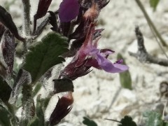 Teucrium chamaedrys