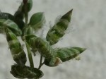 Briza humilis