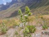 Dactylis glomerata