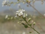 Lepidium ruderale