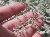Salsola nitraria 