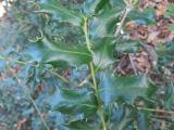 Ilex colchica