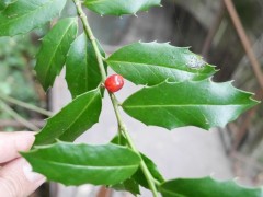 Ilex colchica