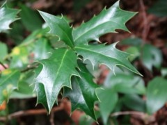 Ilex colchica