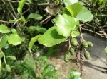 Alnus glutinosa