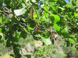 Alnus glutinosa