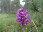 Anacamptis pyramidalis