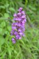 Anacamptis pyramidalis