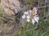 Anacamptis pyramidalis