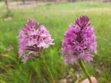 Anacamptis pyramidalis