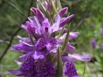 Dactylorhiza osmanica var. osmanica