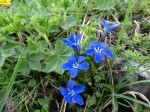 Gentiana verna subsp. balcanica