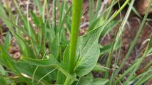 Valeriana alliariifolia