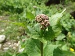 Valeriana alliariifolia