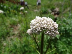 Valeriana alliariifolia