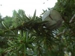 Juniperus drupacea